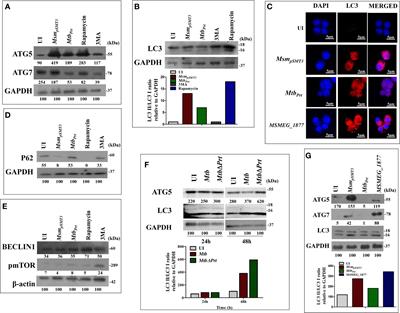 Mycobacterium tuberculosis Phosphoribosyltransferase Promotes Bacterial Survival in Macrophages by Inducing Histone Hypermethylation in Autophagy-Related Genes